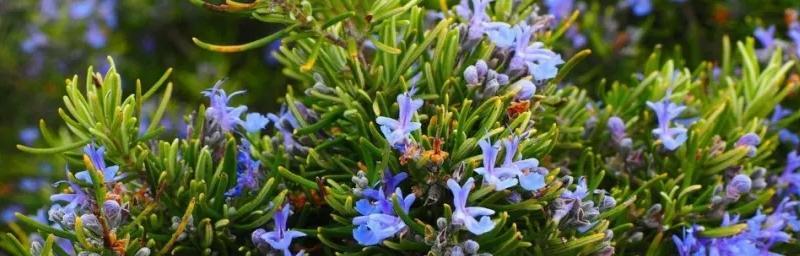 迷迭香花期的全面解读（了解迷迭香花期的时间和特点）