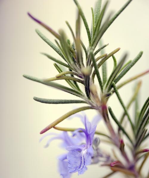 迷迭香开花时间及花期特点（了解迷迭香的花期）