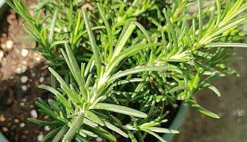 迷迭香，一种多年生草本植物（了解迷迭香的生长习性和药用价值）