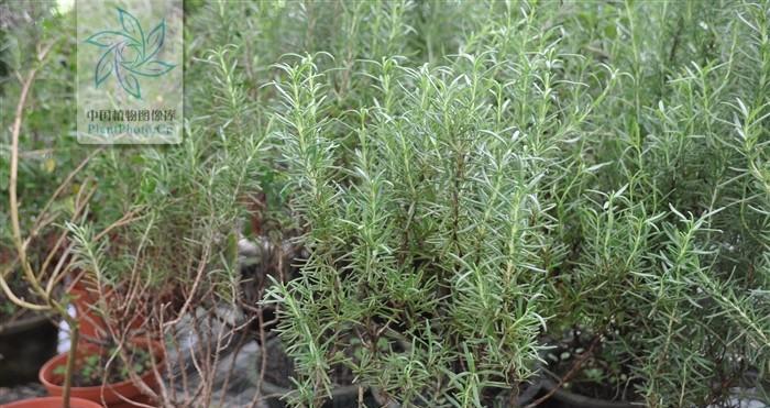 迷迭香——一种多功能的草本植物（从历史到应用）