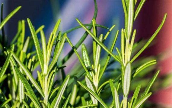 迷迭香的香气如何让人欲罢不能（探究迷迭香独特的香味及其产生的原因）