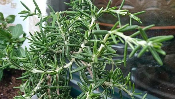 迷迭香是喜阳光还是喜阴的植物（了解迷迭香的光照需求）