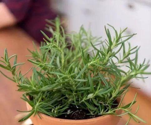 怎样正确浇水——迷迭香花的养护技巧（浇水的时间）