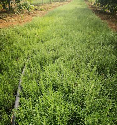 迷迭香种植全攻略（时间、方法、技巧一网打尽）
