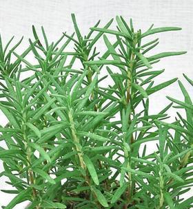 如何种植迷迭香种子（迷迭香种子的选购与种植技巧）