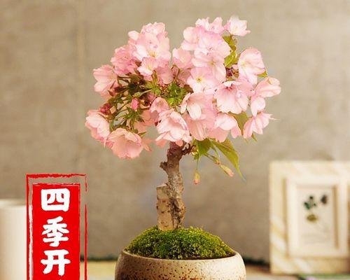 迷你花卉——小巧玲珑的花卉世界（从养护到搭配）
