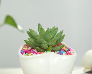 探秘迷你盆栽植物（小空间也能有绿色生机）