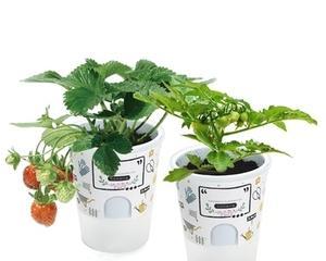 探秘迷你盆栽植物（小空间也能有绿色生机）