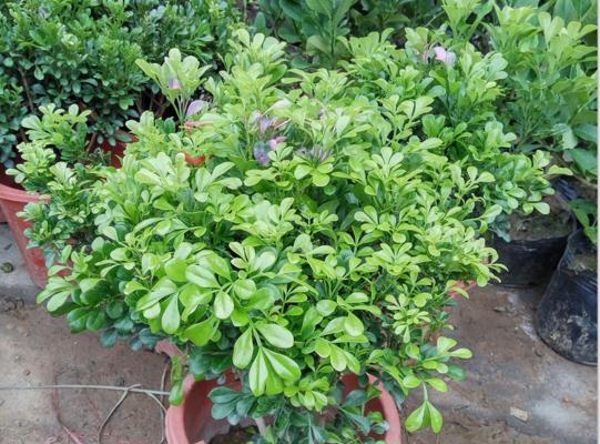 米尔特兰花一年开几次花（揭开米尔特兰多开花的秘密）