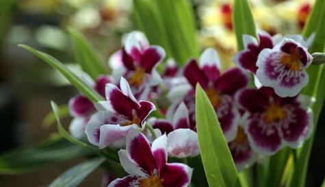 米尔特兰花一年开几次花（揭开米尔特兰多开花的秘密）