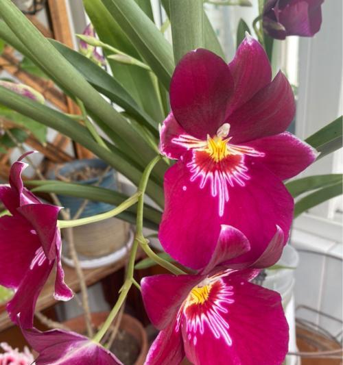 米尔特兰花一年开几次花（揭开米尔特兰多开花的秘密）
