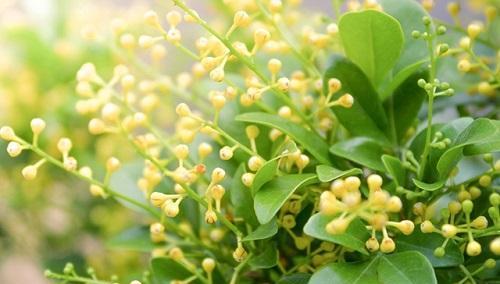 米兰之春（探寻米兰的花期）