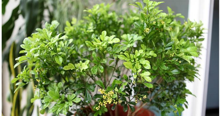 米兰花开花时间及养护技巧（了解米兰花的生长规律）
