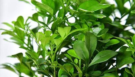 米兰开花时间和方法探秘（探寻米兰开花的时机和技巧）