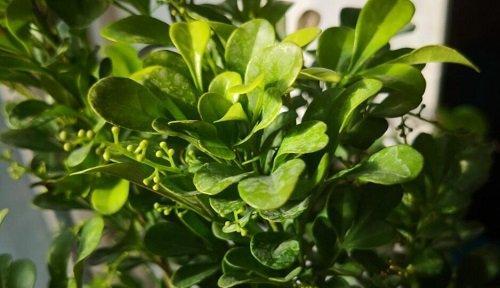 米兰花不开花的原因（探究米兰花不开花的可能因素）