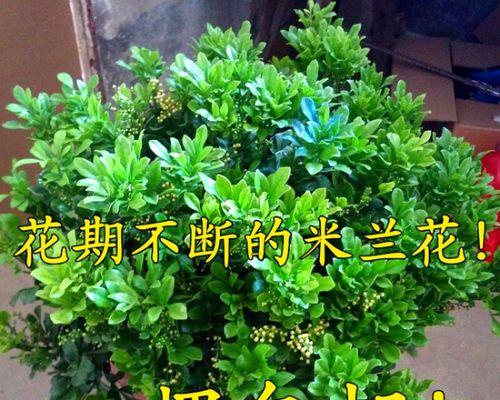 米兰花冬天开花吗（探究米兰花的花期与花语）