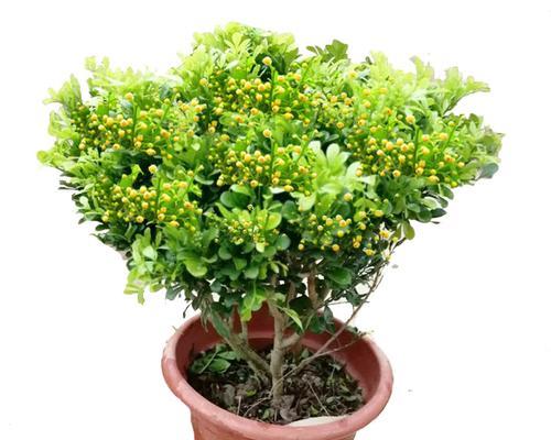 米兰花冬天开花吗（探究米兰花的花期与花语）