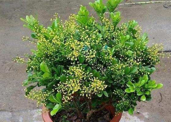 米兰花冬天开花吗（探究米兰花的花期与花语）