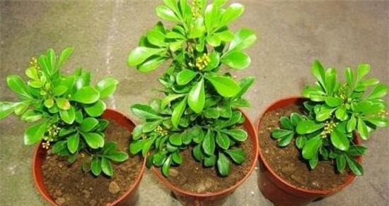 米兰花冬季养护指南（冬季如何给米兰花提供最佳环境）