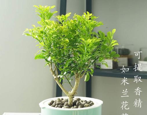 米兰花冬季养护指南（冬季如何给米兰花提供最佳环境）