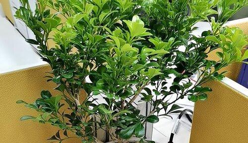 米兰花肥制作与使用方法（自制有机米兰花肥）