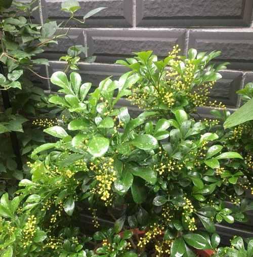 米兰花种植指南（养护技巧）