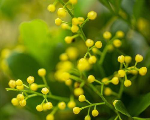 米兰花的生长环境（怕冷还是怕热）