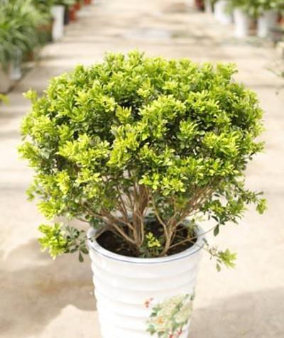 米兰花期养护全指南（如何让米兰花期更长）