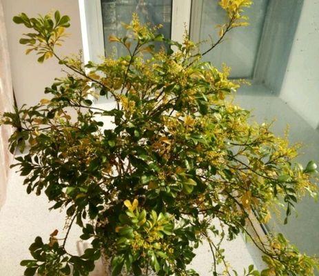如何正确上盆和养护米兰花（米兰花上盆时间和养护技巧）