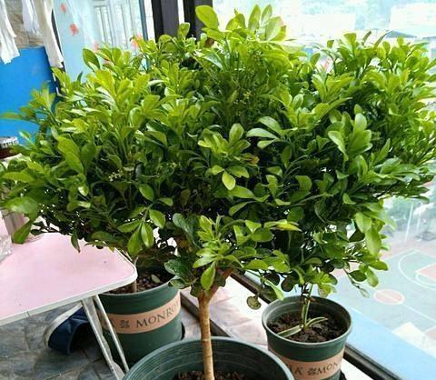 米兰花换盆时间和技巧（掌握这些关键点）
