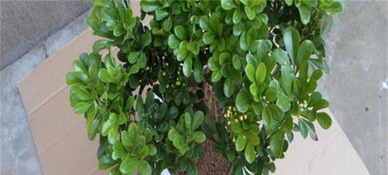 米兰花换盆时间和技巧（掌握这些关键点）