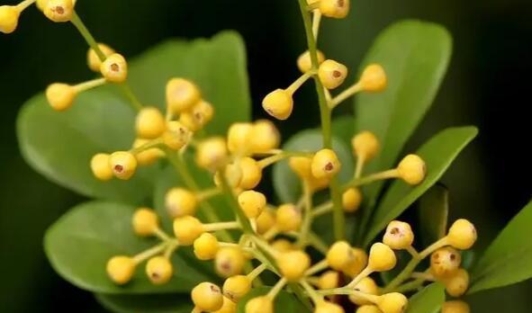 米兰花开放的时间和频率（探究米兰花的生长习性）