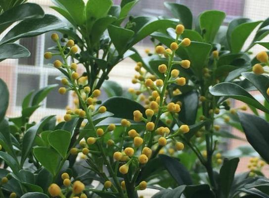 米兰花喜欢阳光吗（光照是米兰花健康生长的关键）