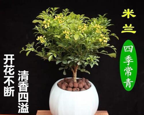 米兰花的养护（如何给米兰花提供最适宜的生长环境）