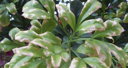 米兰花叶子干枯（米兰花叶子干枯怎么办）