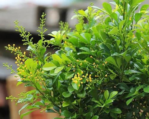 米兰花叶子卷曲的原因与处理方法（寻找米兰花卷曲叶子的源头）