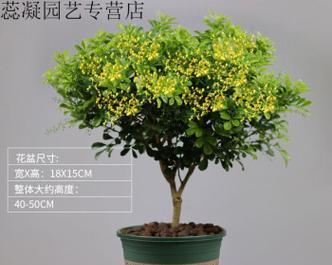 米兰花盆栽的盆型选择（大盆与小盆之间的选择）