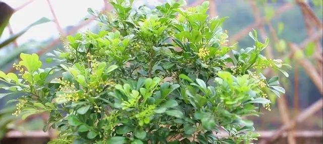 浅盆与深盆，哪种更适合养米兰花（深盆的优势和限制）