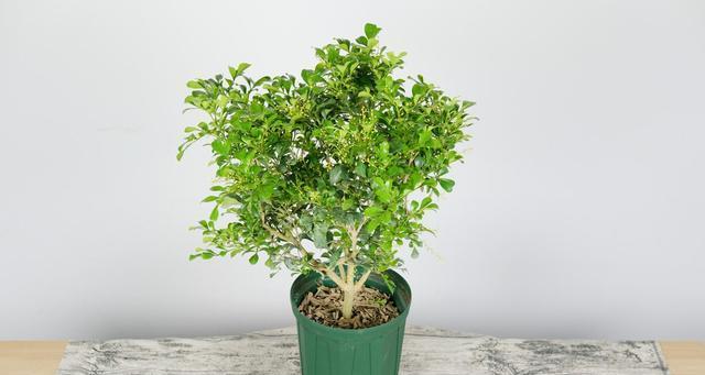 如何给米兰花施肥（选择适合米兰花的肥料）