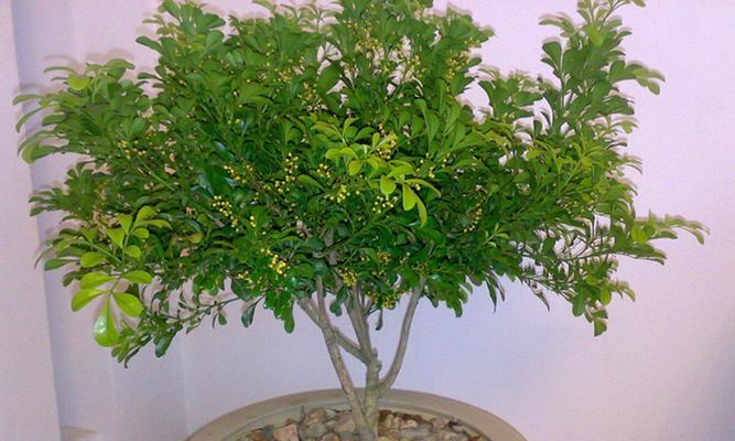 养米兰花须知（了解米兰花毒性）