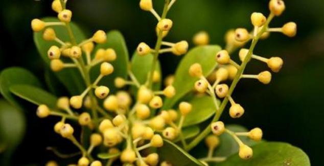 米兰花香吗（探究米兰花香气成分）