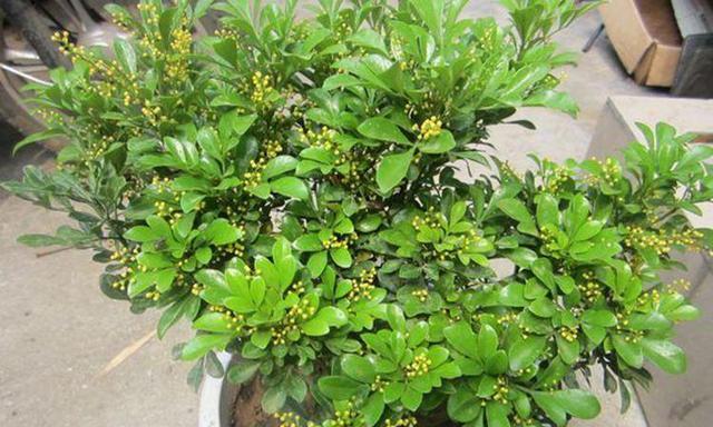 米兰花香吗（探究米兰花香气成分）