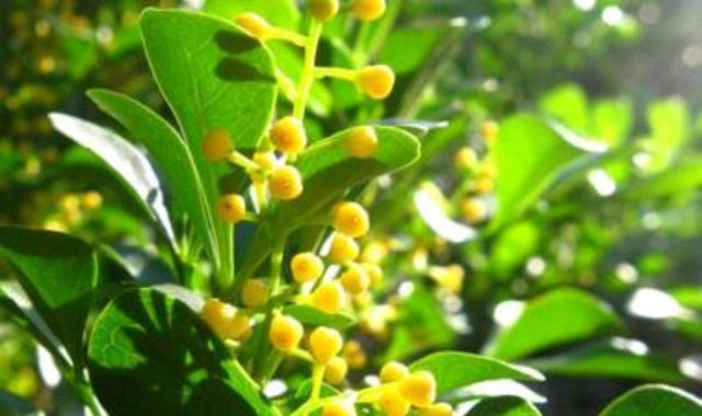米兰花香吗（探究米兰花香气成分）