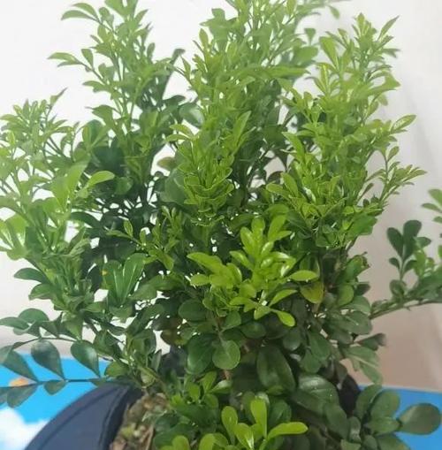 米兰花的正确浇水方法（让你的米兰花健康成长）