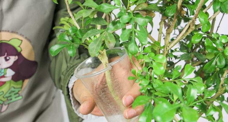 米兰开花后的修剪技巧（打造完美树形和灌木丛的关键秘诀）