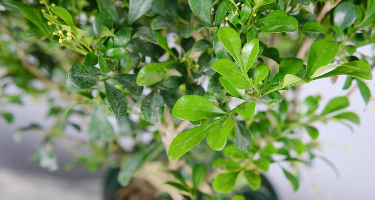 米兰开花的奥秘：一年开花一次的奇观