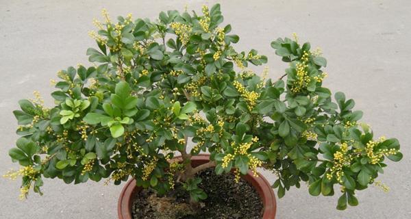 米兰开花的奥秘：一年开花一次的奇观