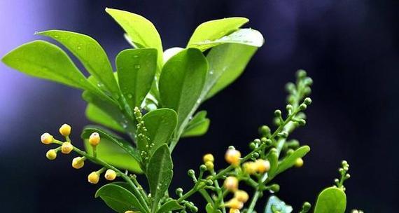 米兰开花的奥秘：一年开花一次的奇观