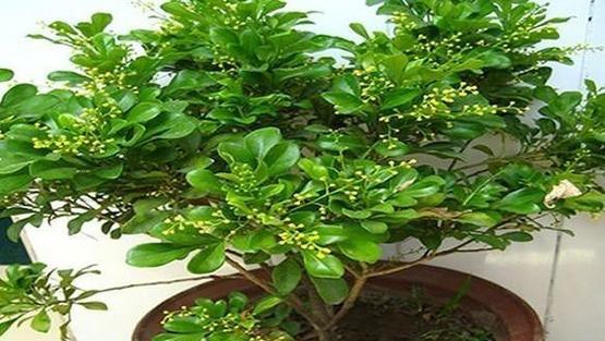 如何在院子里种植米兰（米兰栽培技巧及注意事项）