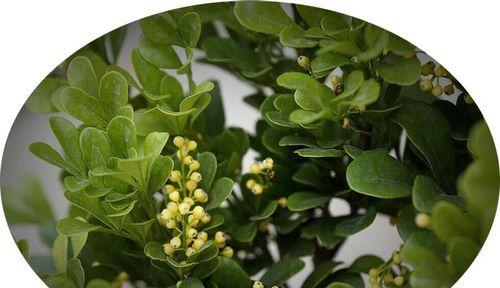 如何在院子里种植米兰（米兰栽培技巧及注意事项）